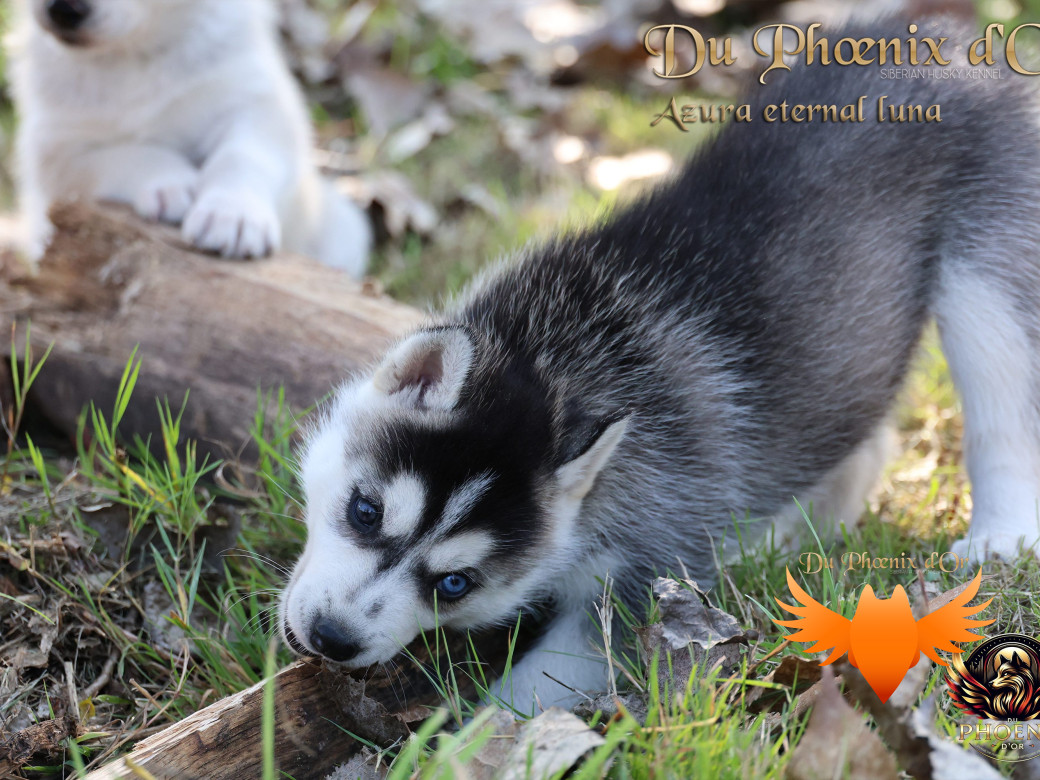 Photo 7 de Femelle 2 - Twilight x Yoshi (Août 2025)