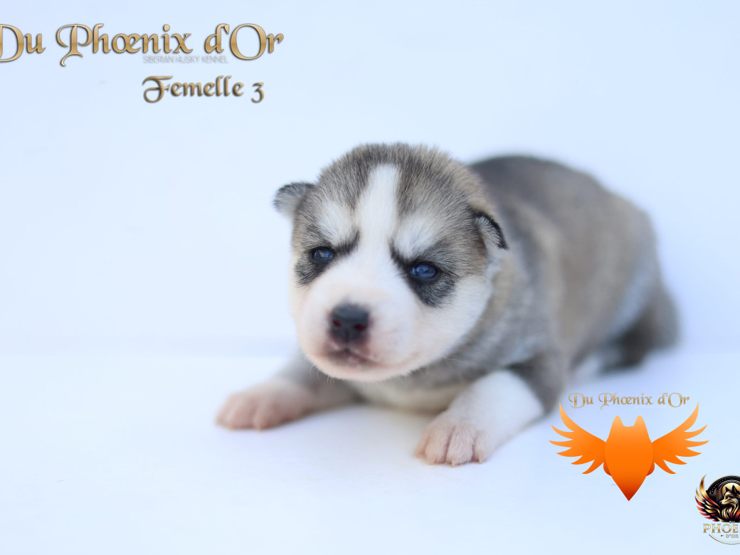 Photo 18 de Femelle 3 - Twilight x Yoshi (Août 2025)