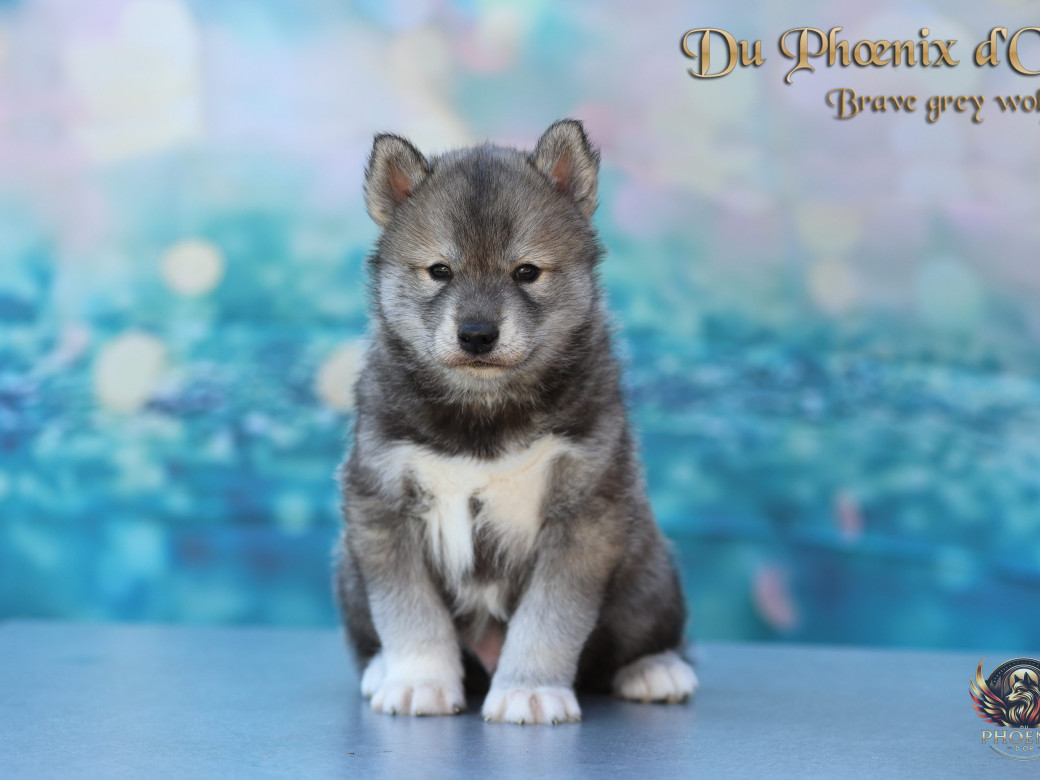 Photo 13 de Mâle 2 - Serena x Ragnar (Février 2026)