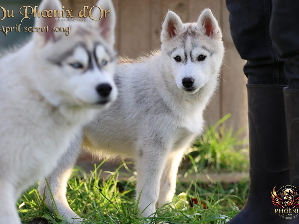 Photo 7 de Femelle 2 - Sweetie x Toruk (Septembre 2025)