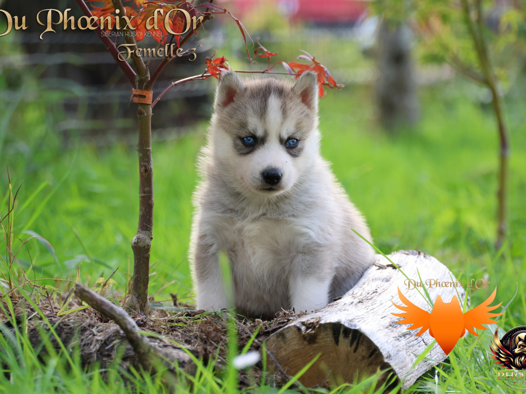 Photo 11 de Femelle 3 - Twilight x Yoshi (Août 2025)