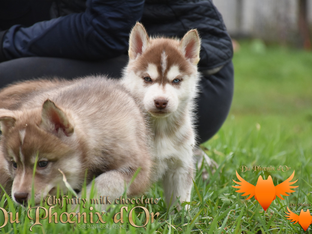 Picture of Unfinity milk chocolate du Phoenix d'or