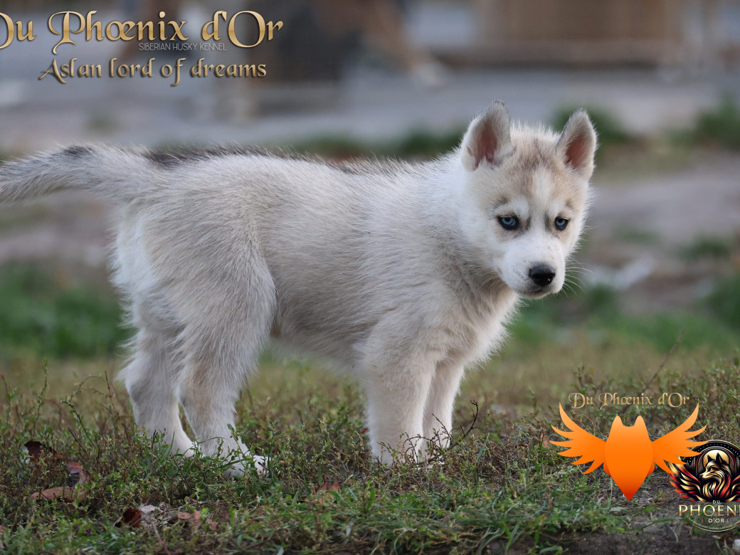 Photo 2 de Mâle 1 - Twilight x Yoshi (Août 2025)