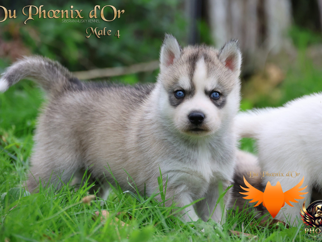 Photo 30 de Mâle 4 - Twilight x Yoshi (Août 2025)