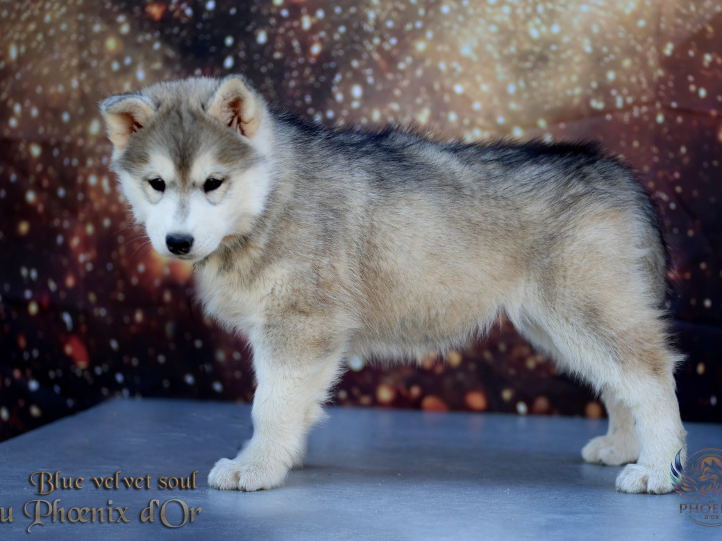 Photo 3 de Femelle 4 - Pandora x Moky (Janvier 2026)