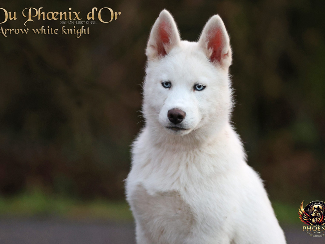 Photo 2 de Mâle 2 - Twilight x Yoshi (Août 2025)