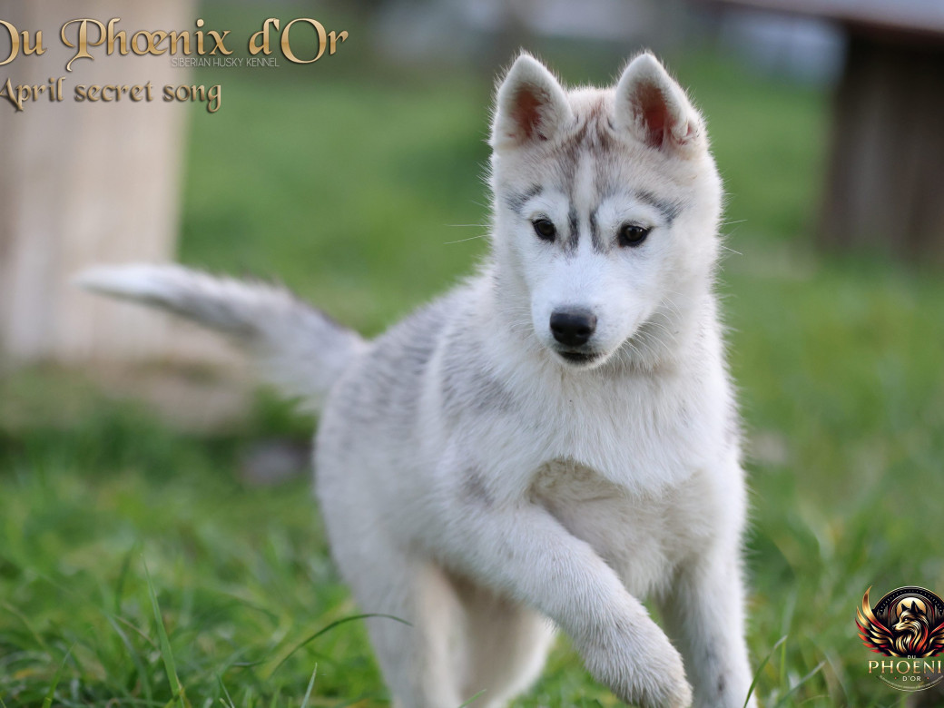 Photo 11 de Femelle 2 - Sweetie x Toruk (Septembre 2025)