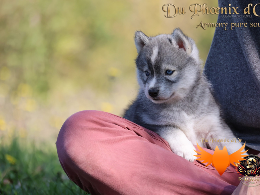 Photo 14 de Femelle 3 - Sweetie x Toruk (Septembre 2025)