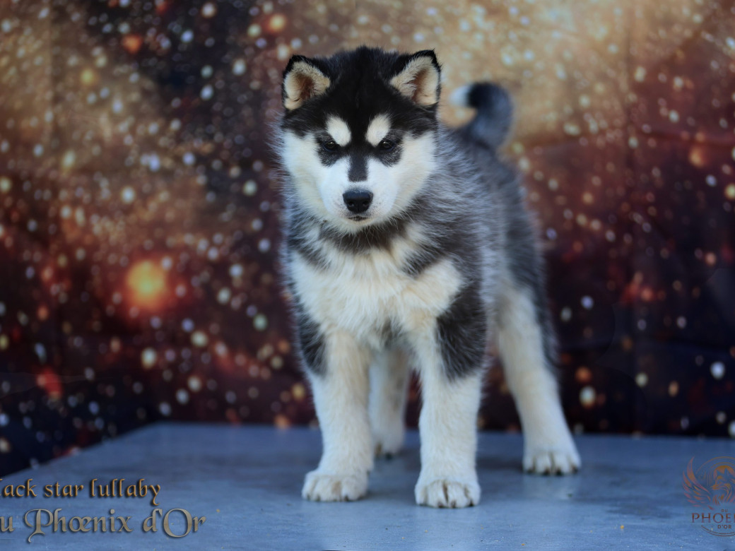 Photo 2 de Femelle 2 - Pandora x Moky (Janvier 2026)