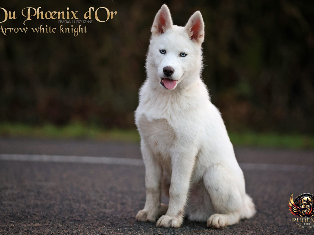 Photo 4 de Mâle 2 - Twilight x Yoshi (Août 2025)