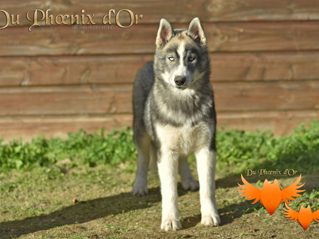 Picture of The shadow don't leave you du Phoenix d'or (Toruk)