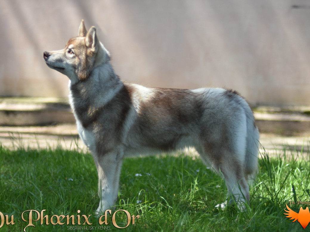 Photo 33 de Unix ultime touch the stars Du Phoenix D'Or