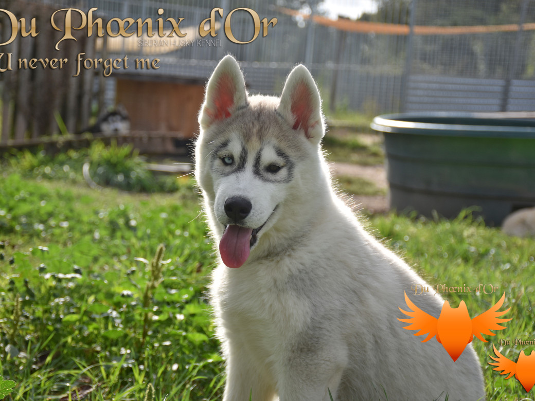 Picture of U never forget me du Phoenix d'or (Ustang)