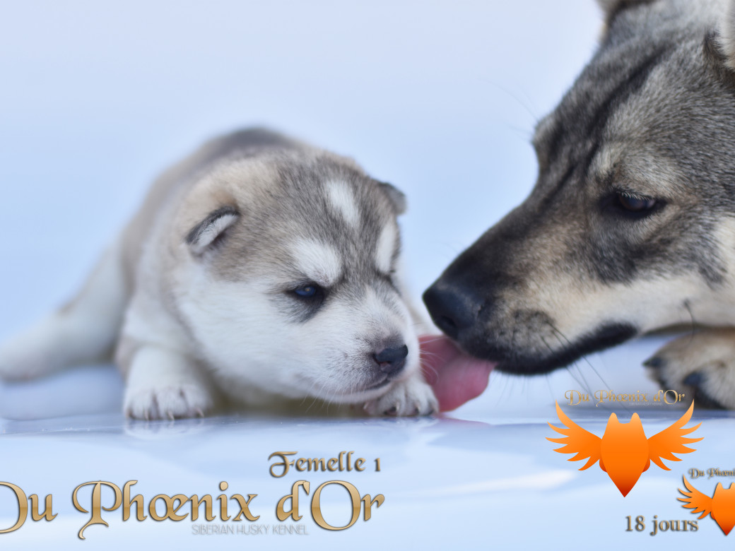 Picture of Vicky du Phoenix d'or - Moon & Shiiro