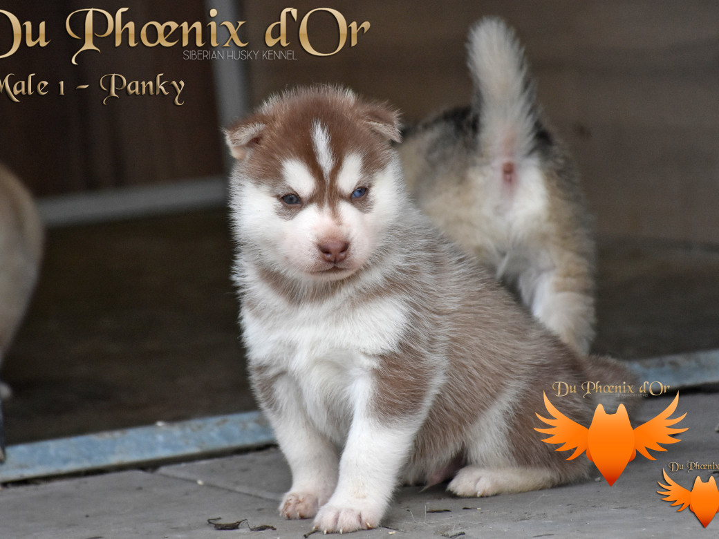 Picture of Unfinity milk chocolate du Phoenix d'or