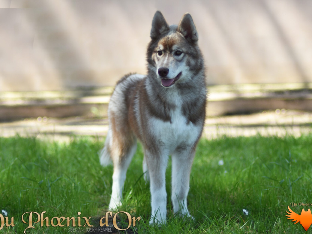 Photo 31 de Unix ultime touch the stars Du Phoenix D'Or