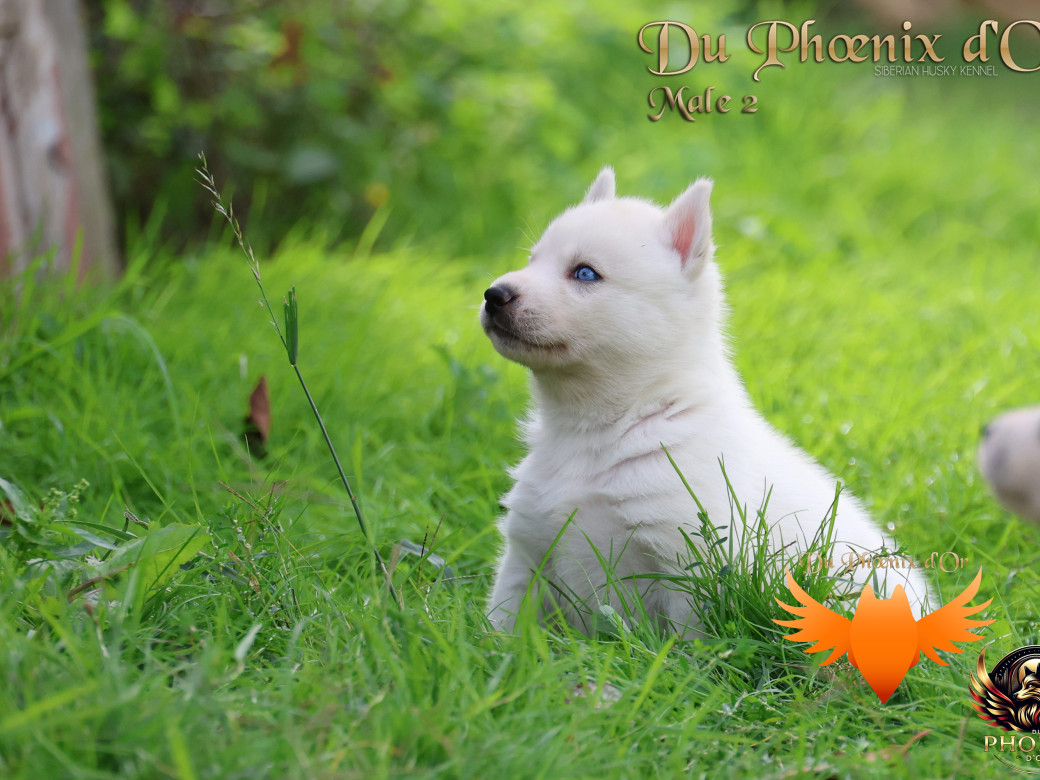 Photo 17 de Mâle 2 - Twilight x Yoshi (Août 2025)