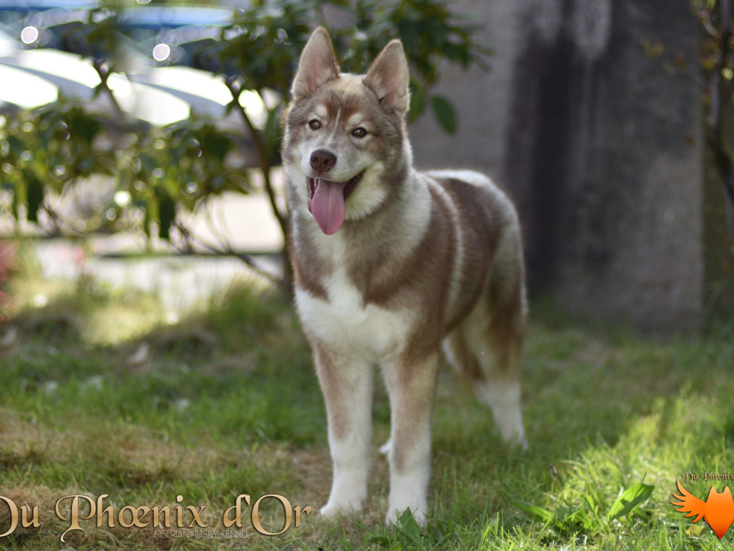 Photo 60 de Unix ultime touch the stars Du Phoenix D'Or