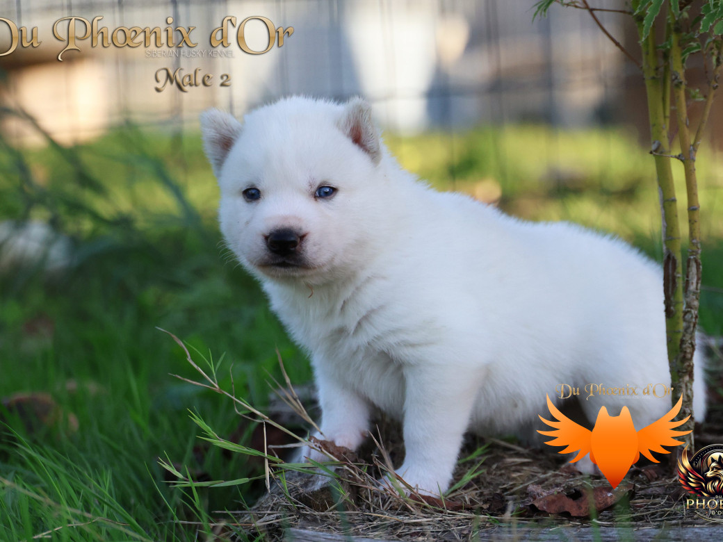 Photo 26 de Mâle 2 - Twilight x Yoshi (Août 2025)