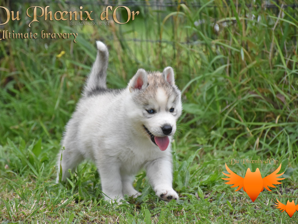 Picture of Ultimate bravery