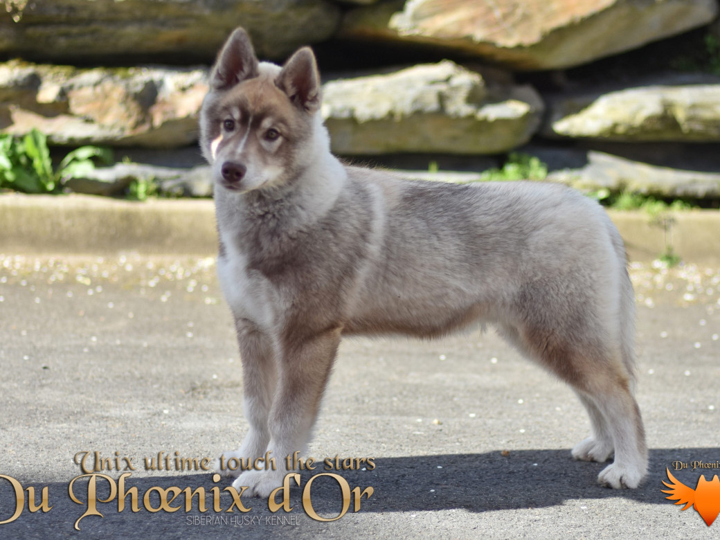 Photo 63 de Unix ultime touch the stars Du Phoenix D'Or