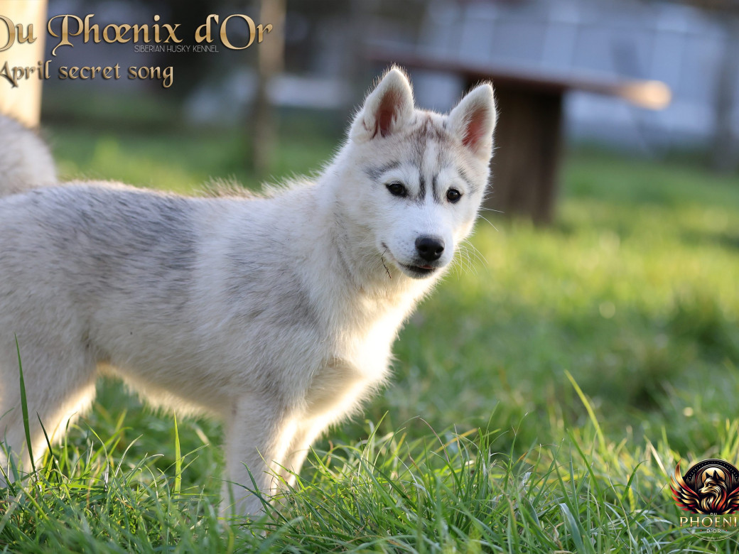 Photo 5 de Femelle 2 - Sweetie x Toruk (Septembre 2025)