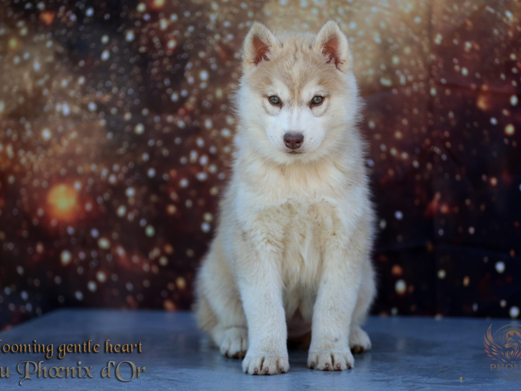 Picture of Femelle 1 - Pandora x Moky (Janvier 2026)