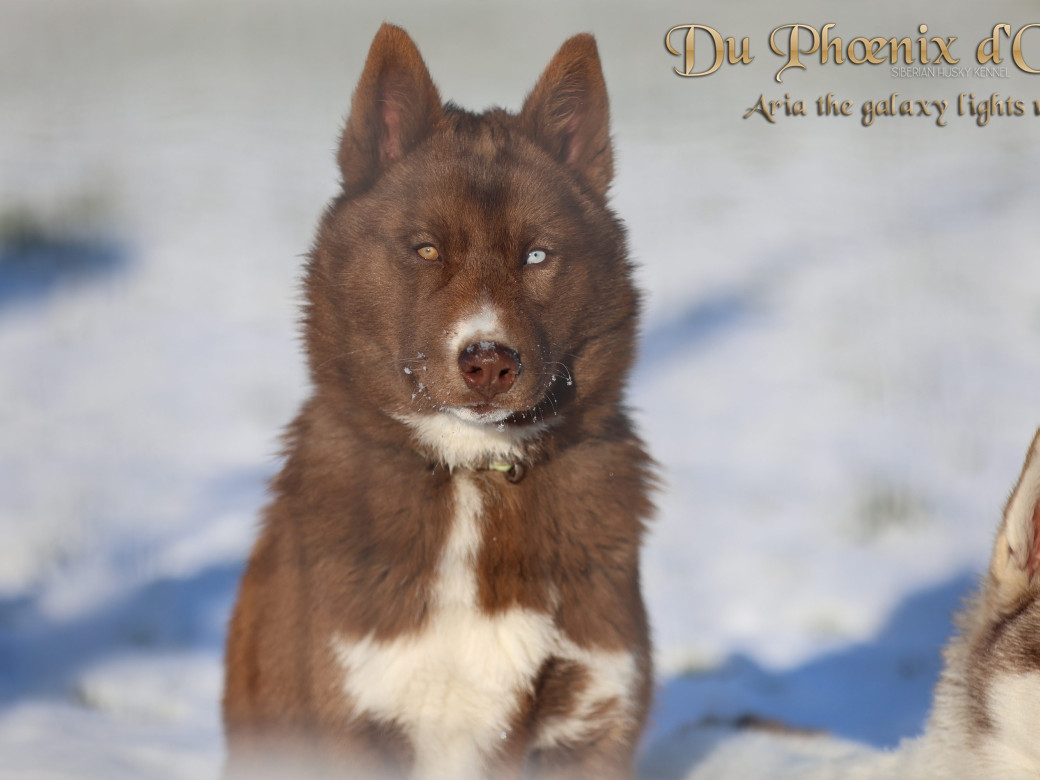 Femelle 4 - Taïga x Ultra (Août 2025)