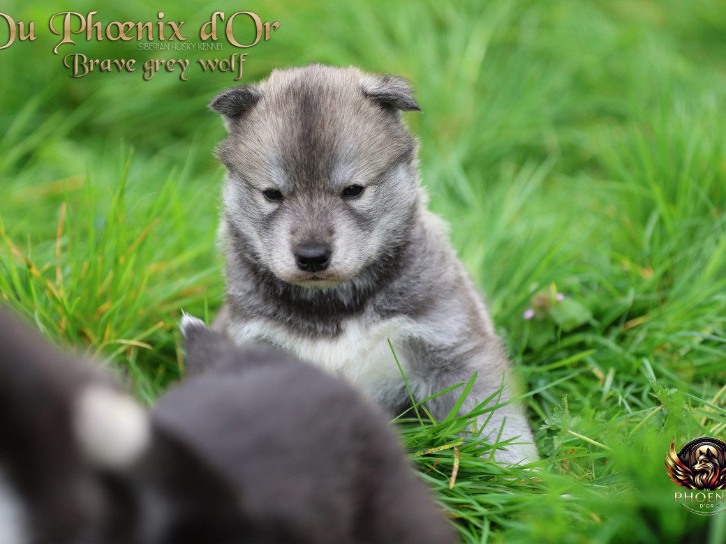 Photo 23 de Mâle 2 - Serena x Ragnar (Février 2026)