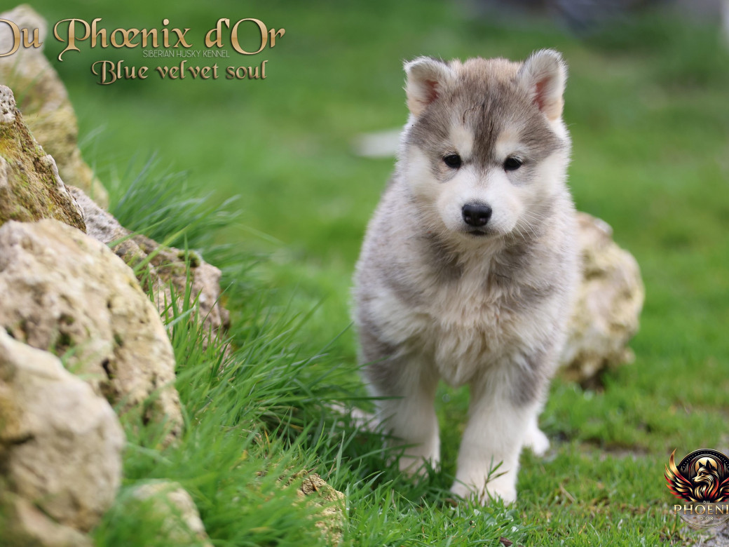 Photo 10 de Femelle 4 - Pandora x Moky (Janvier 2026)
