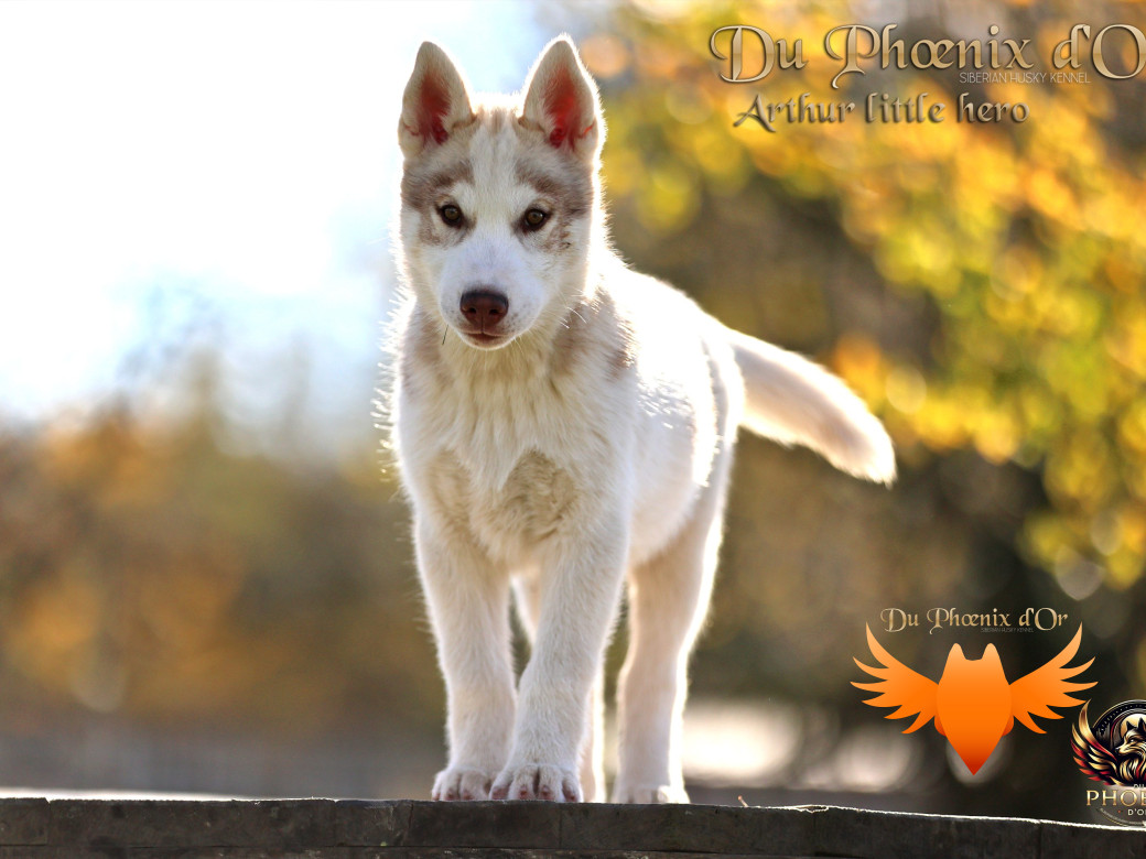 Photo 25 de Mâle 2 - Taïga x Ultra (Août 2025)