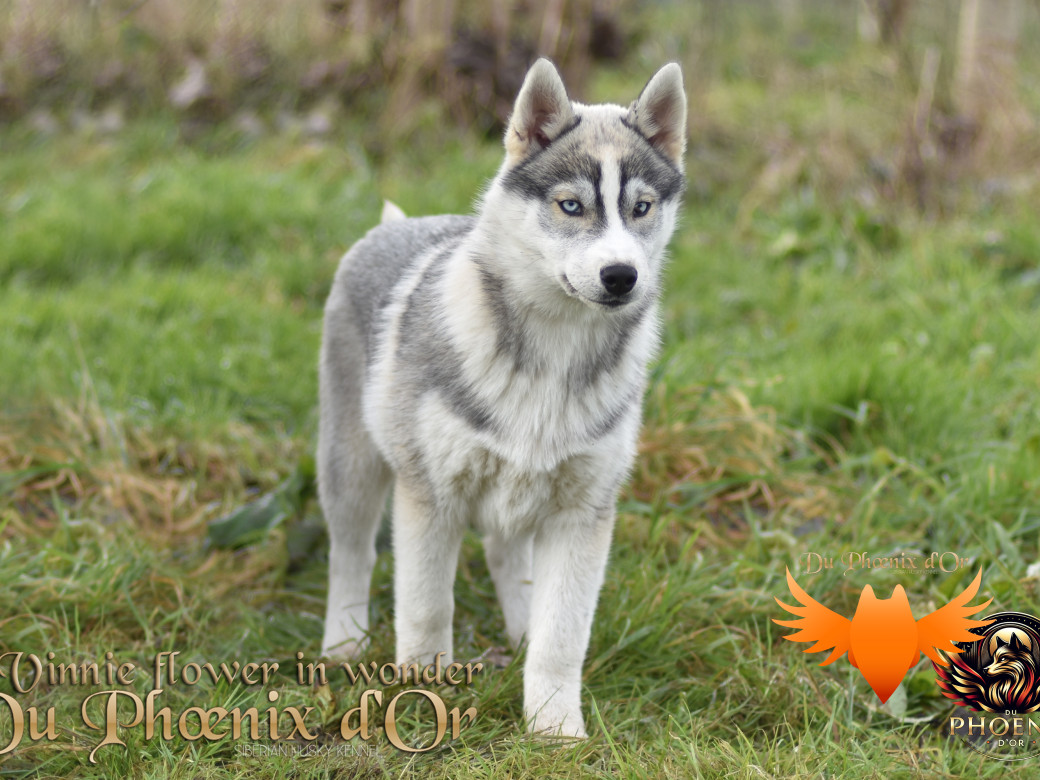 Picture of Vinnie flower in wonder du Phoenix d'or - Ruruk