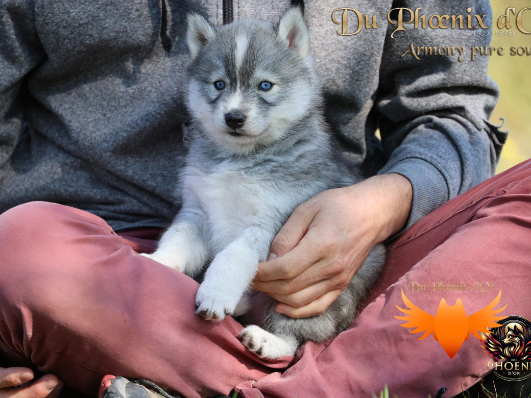 Photo 12 de Femelle 3 - Sweetie x Toruk (Septembre 2025)