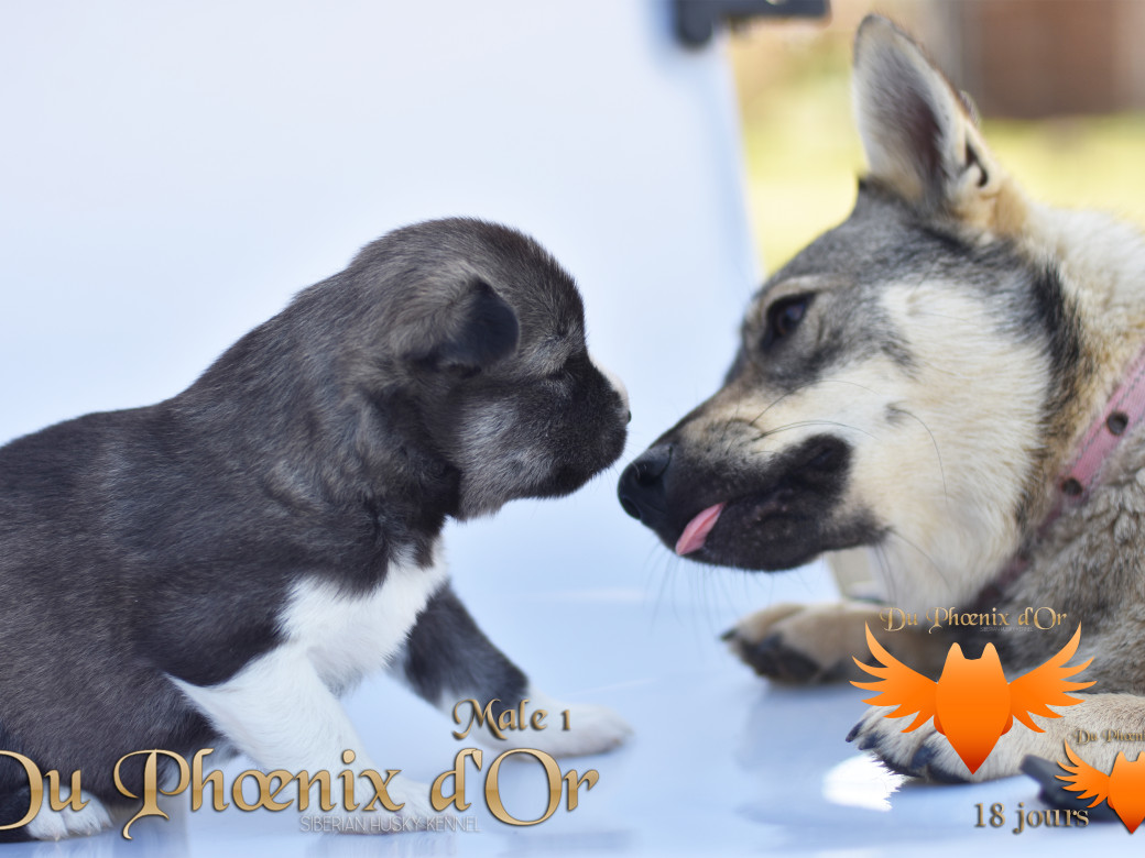 Picture of Vulcan du Phoenix d'or - Moon & Shiiro