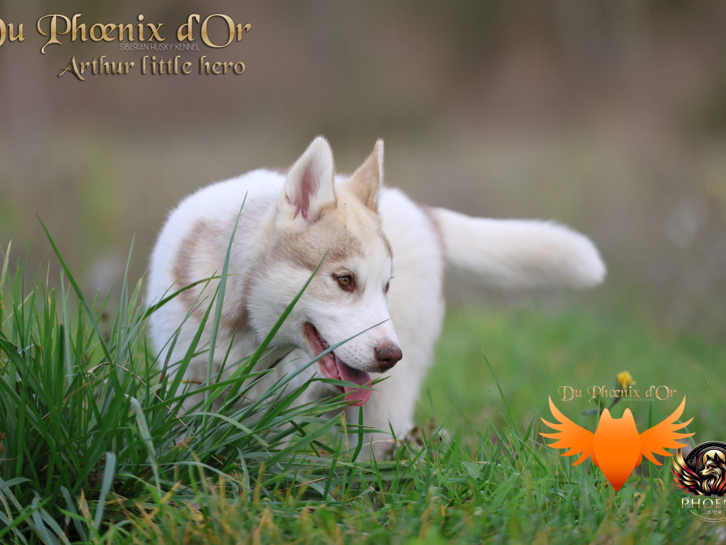 Photo 21 de Mâle 2 - Taïga x Ultra (Août 2025)