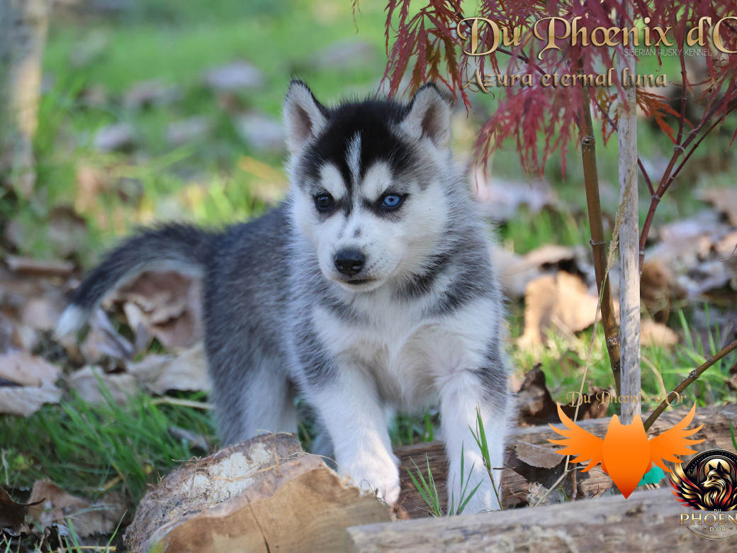 Photo 8 de Femelle 2 - Twilight x Yoshi (Août 2025)