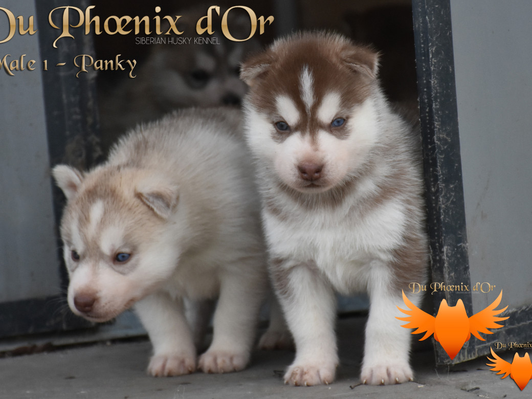 Picture of Unfinity milk chocolate du Phoenix d'or