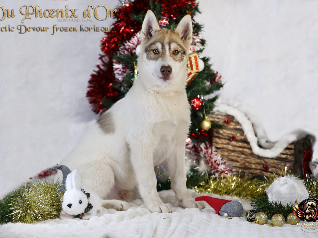 Photo 18 de Mâle 1 - Taïga x Ultra (Août 2025)