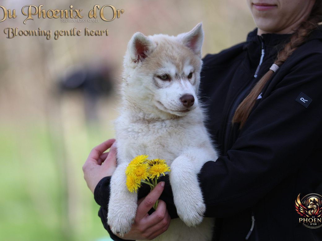 Photo 7 de Femelle 1 - Pandora x Moky (Janvier 2026)