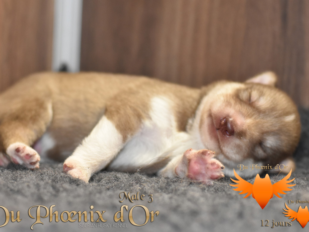 Picture of Veasley magic red du Phoenix d'or - Moon & Shiiro