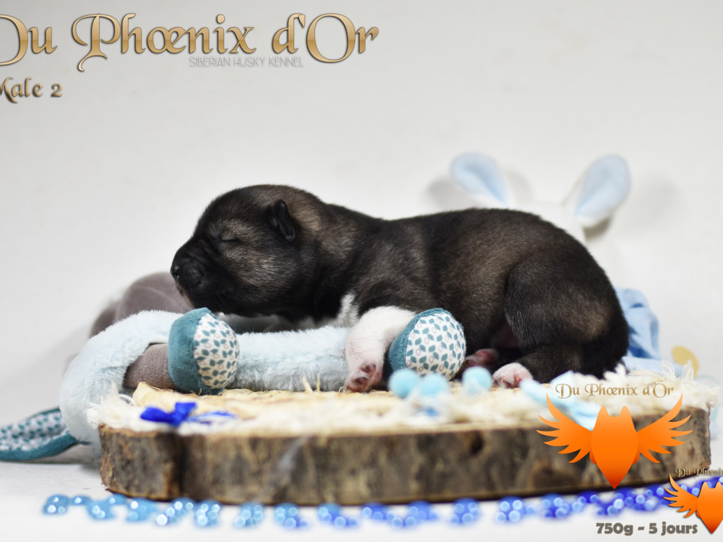 Picture of Vegas 'stars du Phoenix d'or - Moon & Shiiro