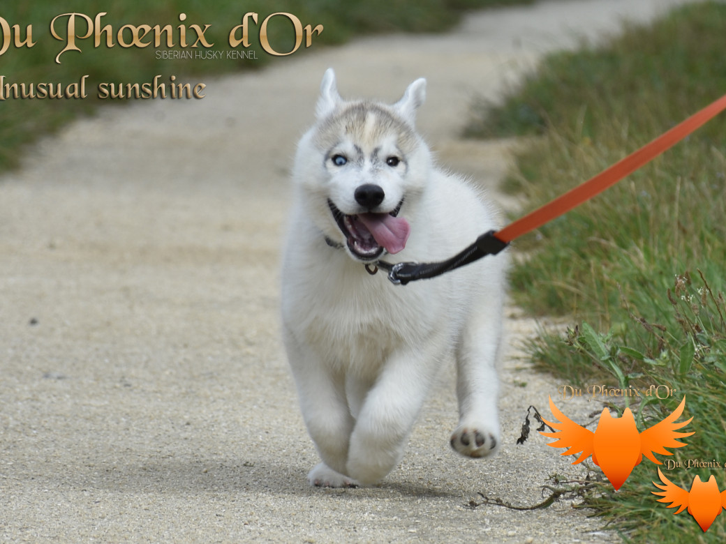 Picture of Unusual Sunshine du Phoenix d'or