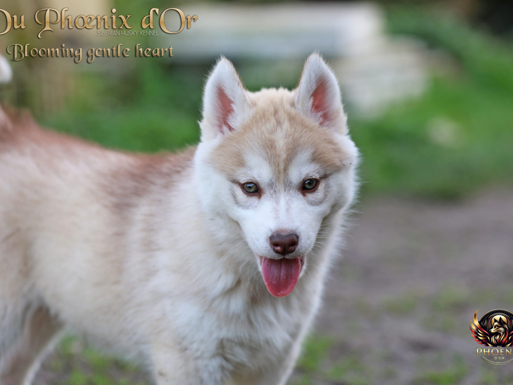Photo 8 de Femelle 1 - Pandora x Moky (Janvier 2026)