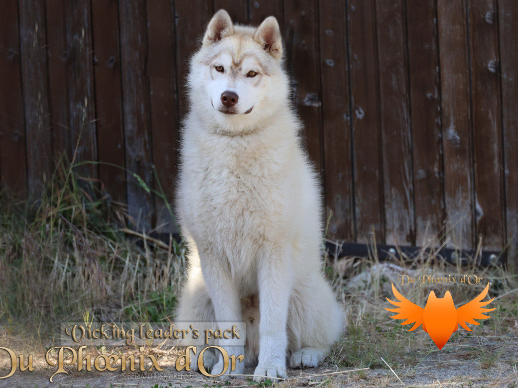 Photo 20 de Viking leader's pack - Portée Serena et Moky