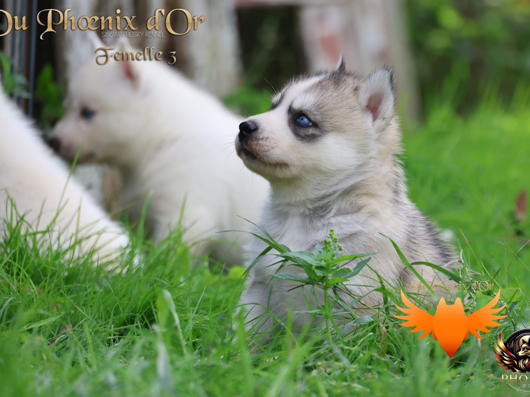 Photo 8 de Femelle 3 - Twilight x Yoshi (Août 2025)