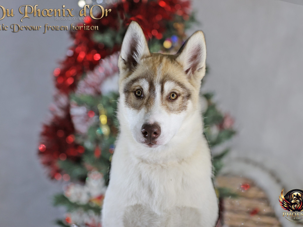 Photo 22 de Mâle 1 - Taïga x Ultra (Août 2025)