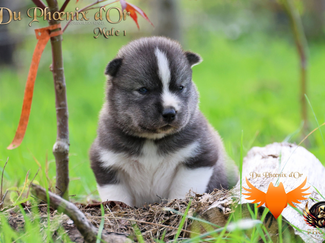Photo 6 de Mâle 1 - Sweetie x Toruk (Septembre 2025)