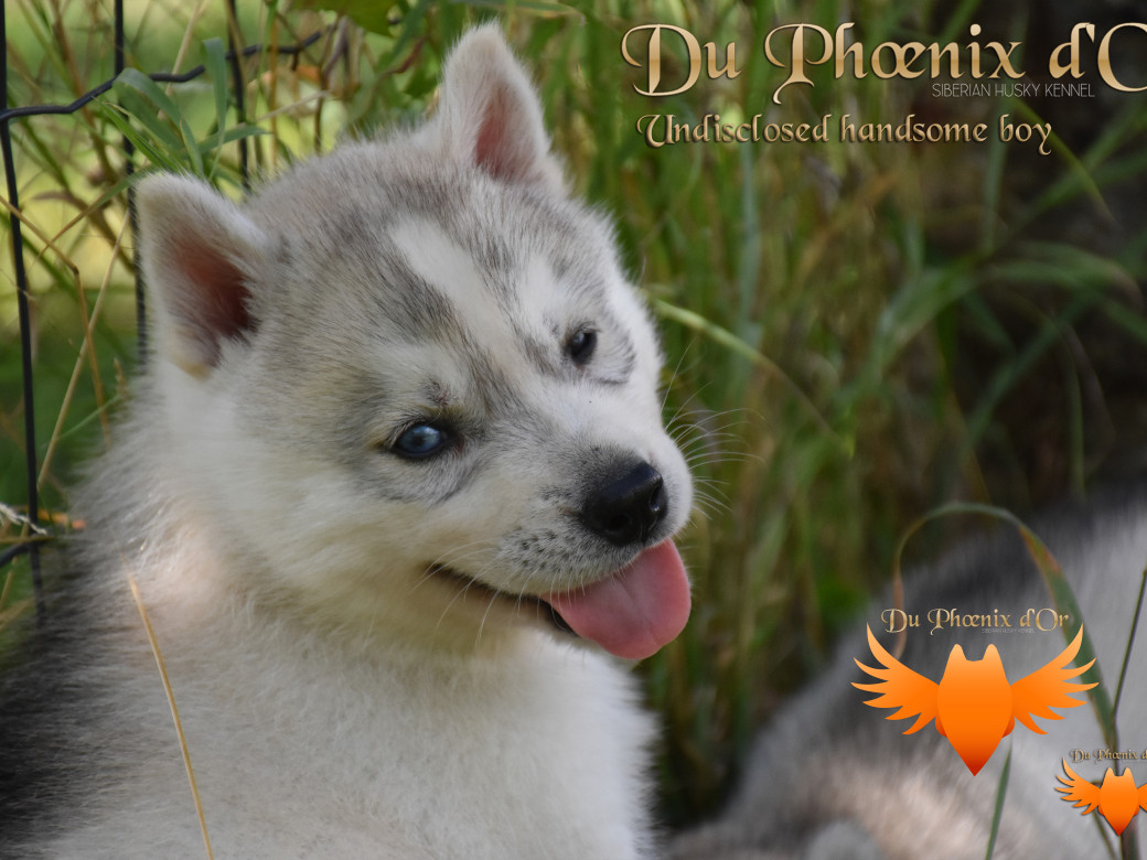 Picture of Undisclosed handsome boy du Phoenix d'or