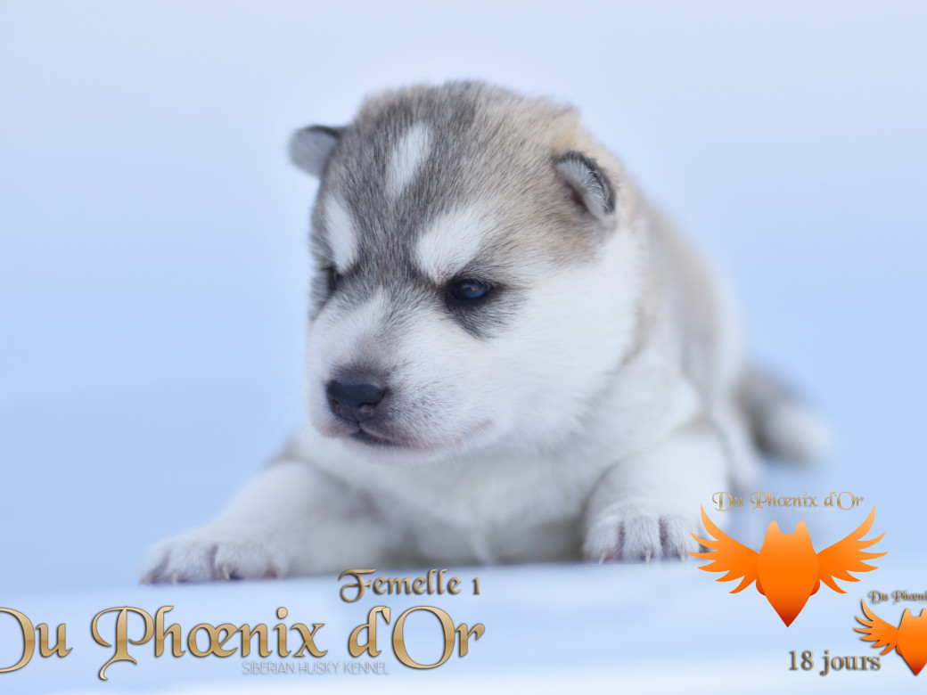 Picture of Vicky du Phoenix d'or - Moon & Shiiro