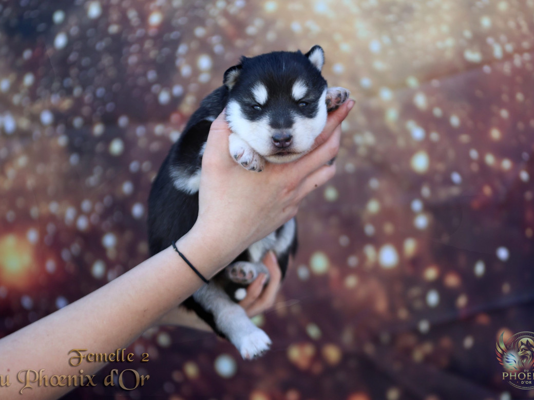 Photo 18 de Femelle 2 - Serena x Ragnar (Février 2026)